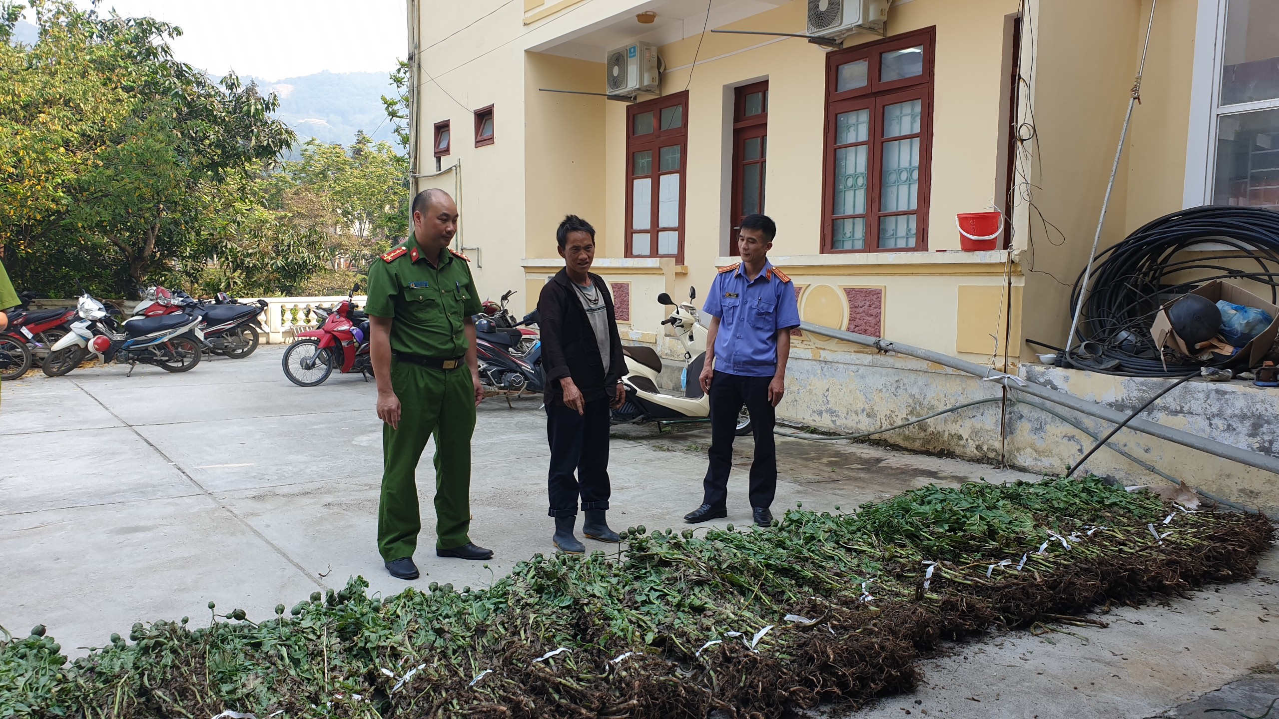 Công an huyện Yên Minh Bắt giữ đối tượng trồng cây thuốc phiện