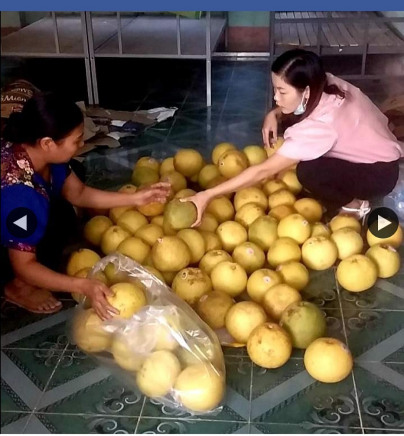 Hội Nông dân huyện Yên Minh hỗ trợ tiêu thụ quả  bưởi Phúc Trạch cho nông dân tỉnh Hà Tĩnh