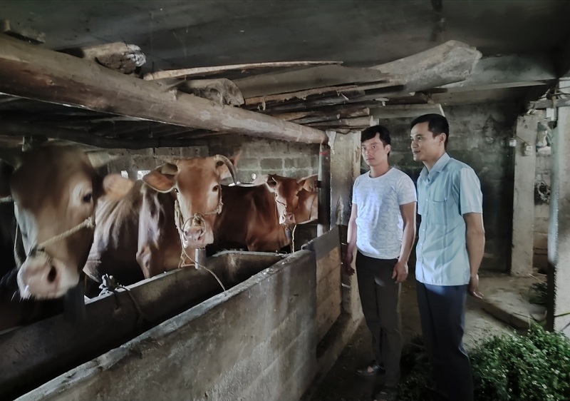 Trạm Khuyến nông huyện kiểm tra mô hình chăn nuôi vỗ béo bò thịt