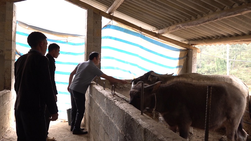 Thị trấn Yên Minh chủ động phòng chống rét cho đàn gia súc