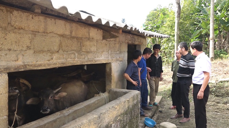 Xã Mậu Long huyện Yên Minh tích cực phòng chống rét cho gia súc