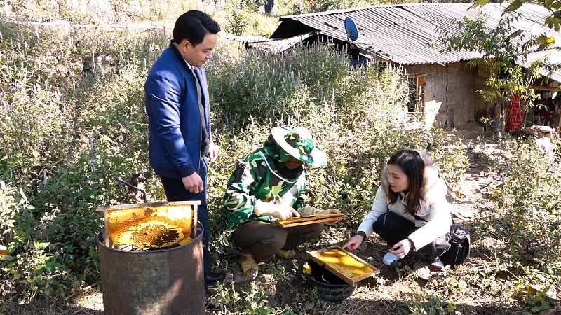 Sủng Thài phát triển nghề nuôi ong lấy mật từ Hoa Bạc Hà