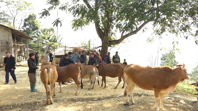 Yên Minh hỗ trợ sản xuất liên kết theo chuỗi giá trị nuôi bò sinh sản