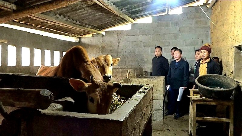 Kiểm tra nắm bắt tình hình dịch bệnh trên đàn vật nuôi tại xã Sủng Cháng