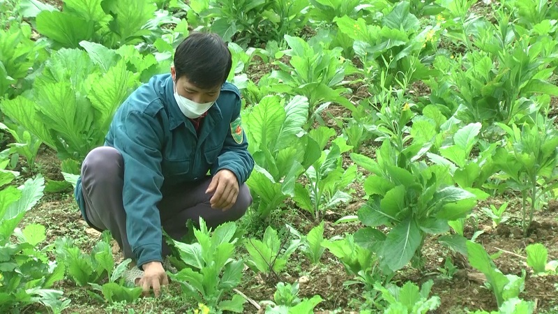 Hiệu quả từ cải tạo vườn tạp ở xã Đông Minh
