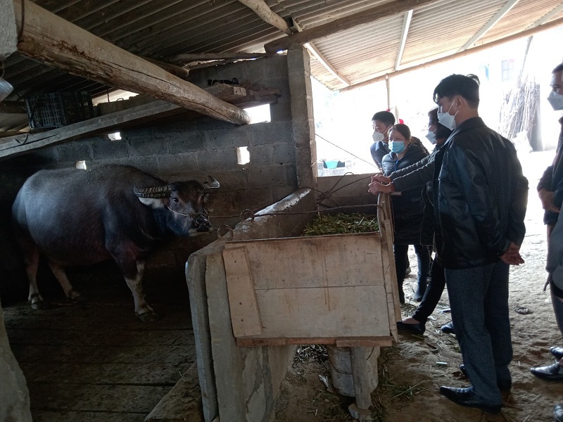 Trung tâm Khuyến nông tỉnh kiểm tra tiến độ sản xuất NLN và công tác phòng chống đói rét cho cây trồng vật nuôi tại huyện Yên Minh