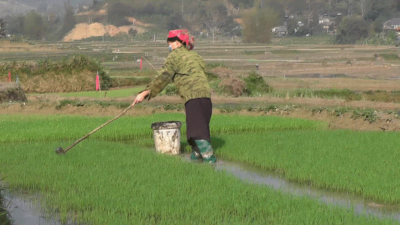 Người dân xã Mậu Duệ tích cực sản xuất lúa vụ xuân