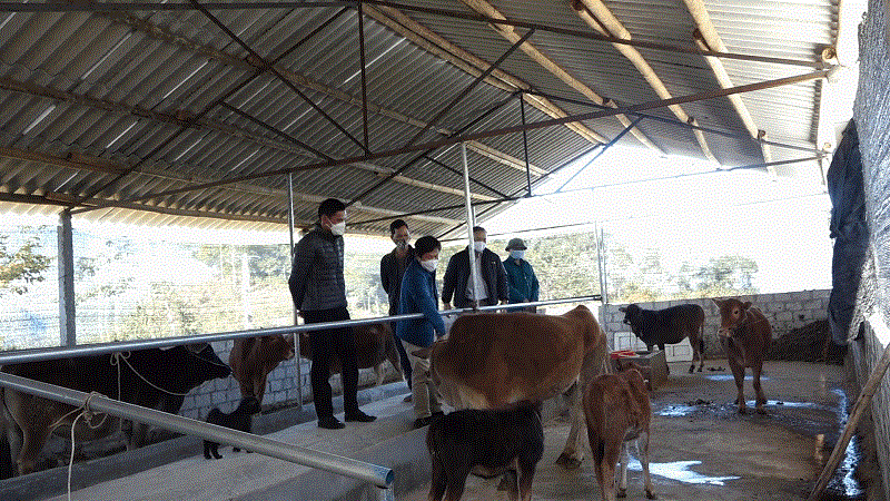 Yên Minh đẩy mạnh phát triển đàn gia súc