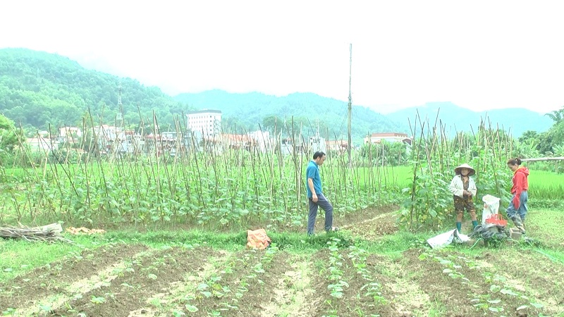 Thị trấn Yên Minh tiếp tục thực hiện chương trình cải tạo vườn tạp