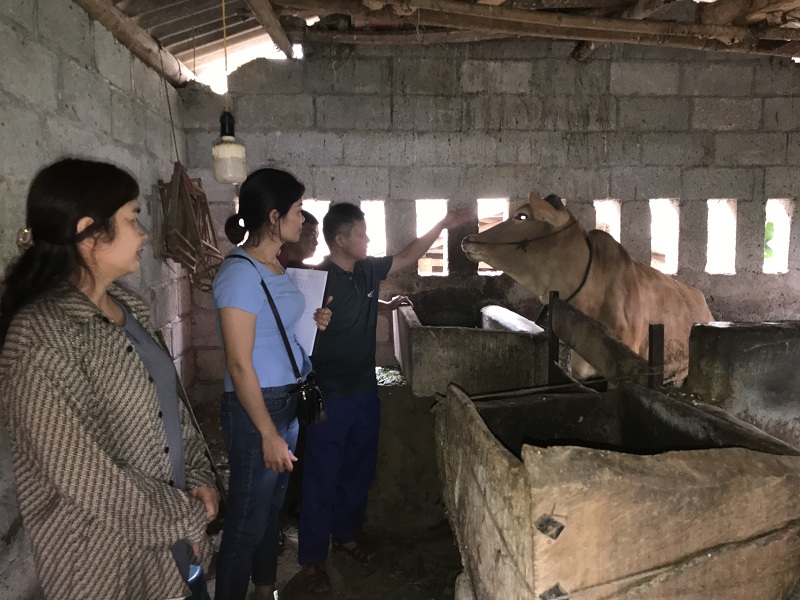 Chi cục Chăn nuôi và Thú y tỉnh kiểm tra công tác tiêm phòng, thụ tinh nhân tạo tại huyện Yên Minh