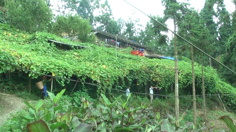Hiệu quả từ mô hình trồng cây su su ở thôn Sủng Pảo 1 xã Hữu Vinh