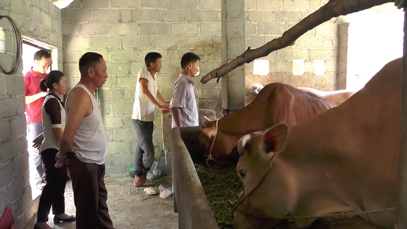 Thị trấn Yên Minh phát triển chăn nuôi gia súc