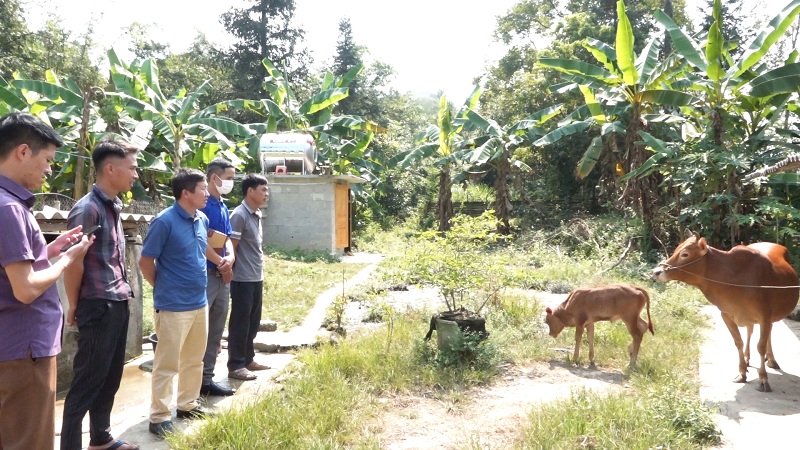 Thụ tinh nhân tạo cho đàn gia súc thay đổi nhận thức trong chăn nuôi ở Yên Minh