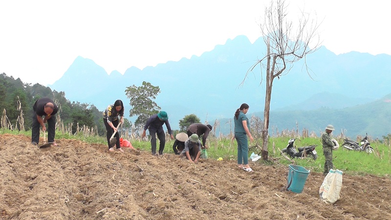 Yên Minh triển khai trồng cây gai xanh AP1