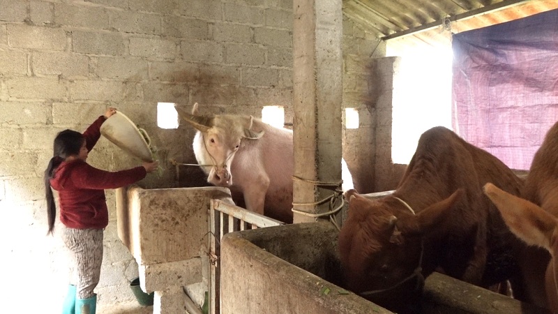 Thị trấn Yên Minh chủ động phòng chống rét cho trâu bò