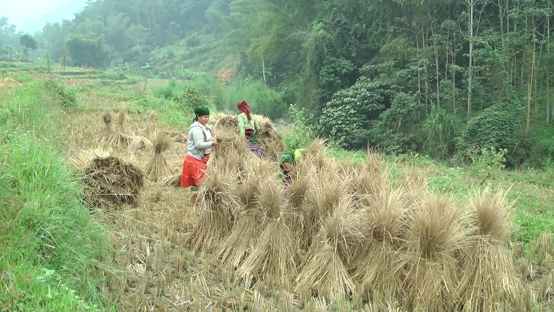 Người dân Yên Minh chủ động dự trữ thức ăn cho đàn gia súc