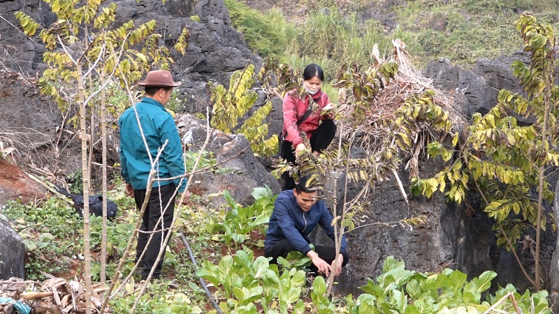 Trạm khuyến nông huyện Yên Minh hướng dẫn người dân xã Hữu Vinh kỹ thuật cát tỉa cành cho cây Na
