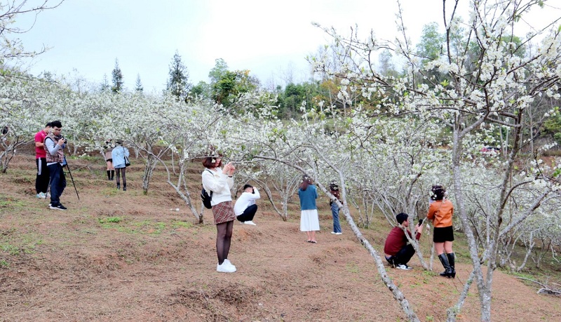 Du lịch mùa hoa mận trắng trên cao nguyên Hà Giang