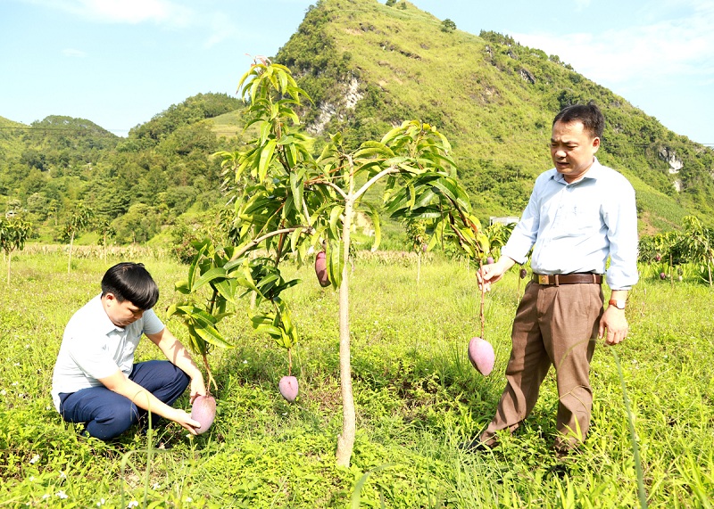 Yên Minh phát triển nông sản đặc trưng gắn với du lịch