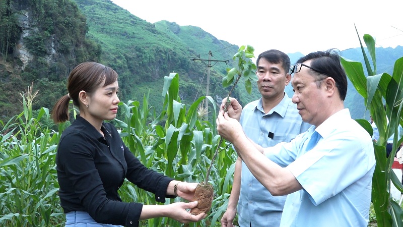 Đồng chí Thào Hồng Sơn - Phó Bí thư Thường trực Tỉnh ủy - Chủ tịch HĐND tỉnh tham gia trồng cây tại Yên Minh