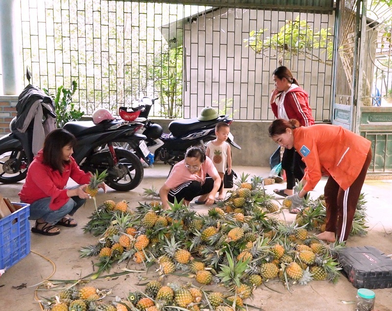 Yên Minh: Dứa chính vụ vào mùa thu hoạch