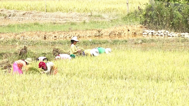 Nông dân thị trấn Yên Minh thu hoạch lúa vụ Xuân Hè